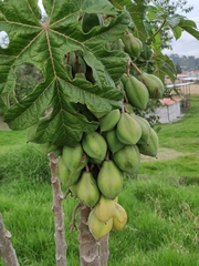Vasconcellea pubescens