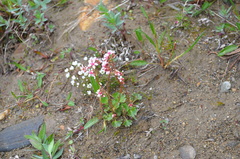 Micranthes nudicaulis
