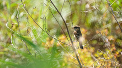 Saxicola maurus