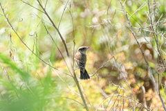 Saxicola maurus