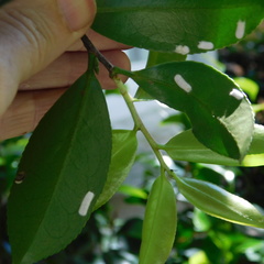 Pulvinaria camelicola