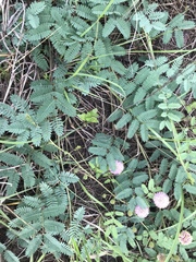 Mimosa nuttallii
