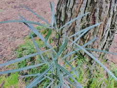 Pseudopanax crassifolius × lessonii