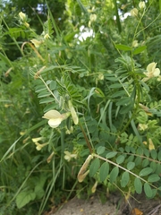 Vicia hybrida