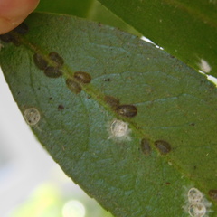 Pulvinaria camelicola