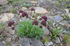 Artemisia globularia
