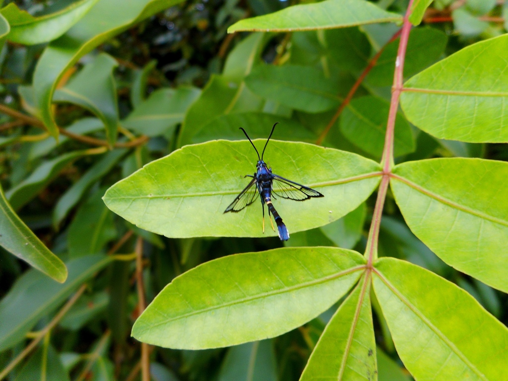 Synanthedonini from Camboriú, SC, 88340000, Brasil on November 07