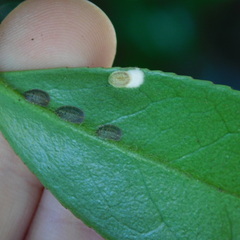 Pulvinaria camelicola