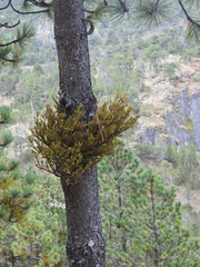 Arceuthobium globosum