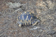 Astrochelys radiata