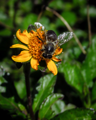 Apis mellifera