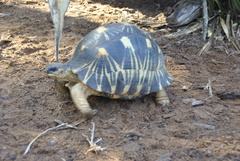 Astrochelys radiata