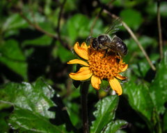 Apis mellifera