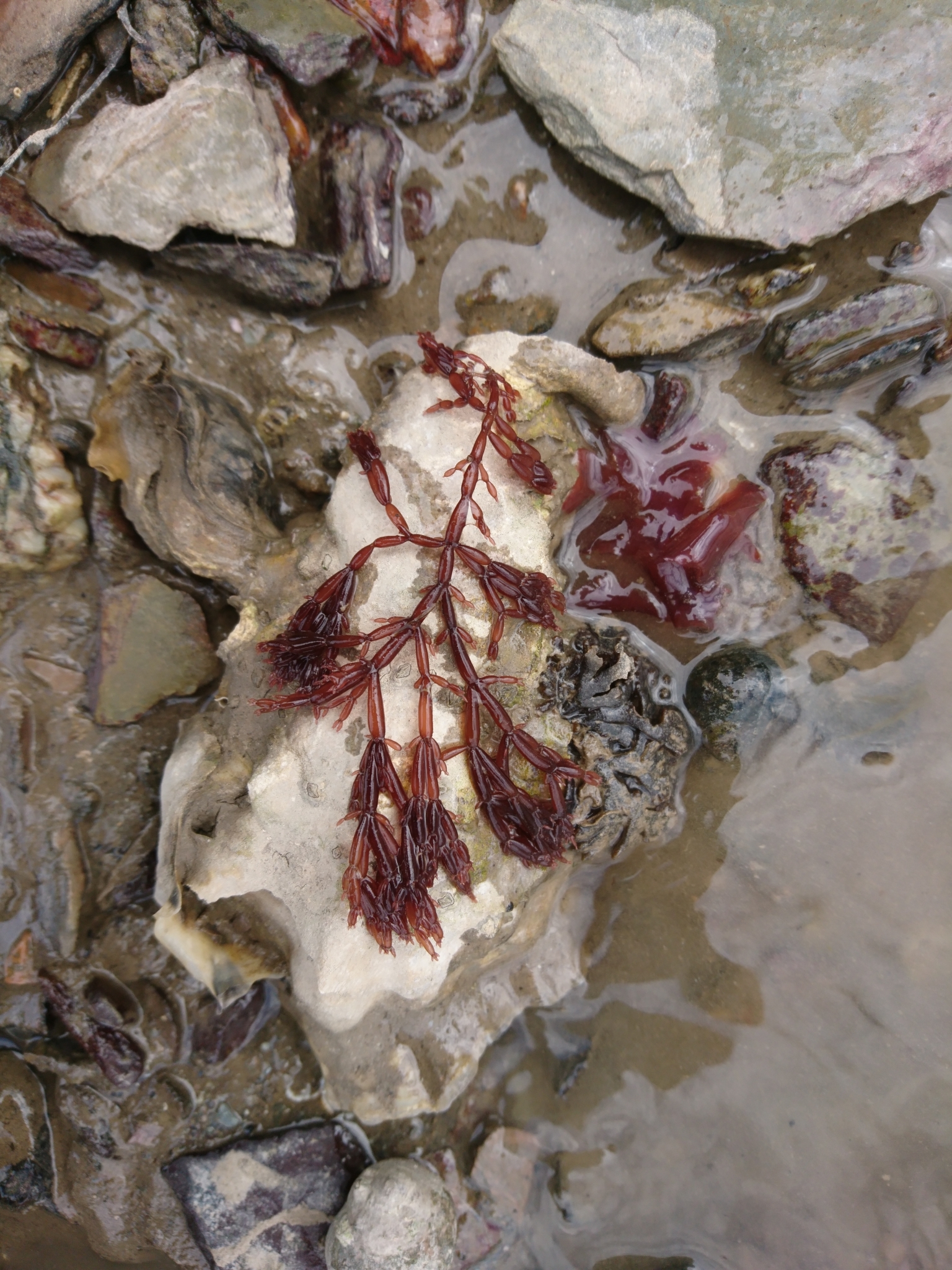 Lomentariaceae