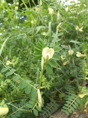 Vicia hybrida