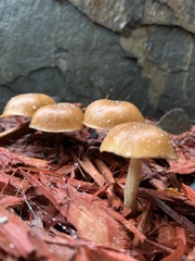 Fungi