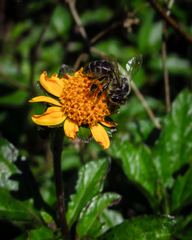 Apis mellifera
