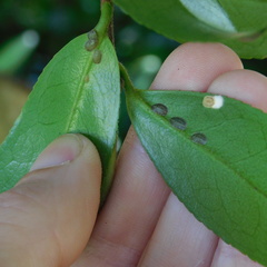 Pulvinaria camelicola