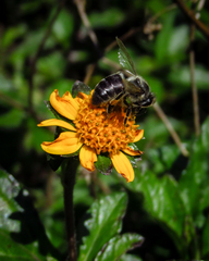 Apis mellifera