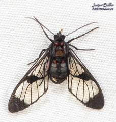 Saurita absona