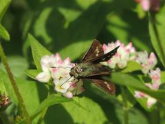 Persicaria thunbergii