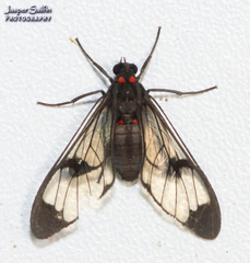 Saurita absona