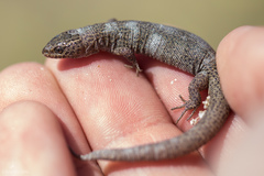 Xantusia vigilis