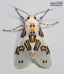 Idalus daga