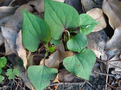 Houttuynia cordata