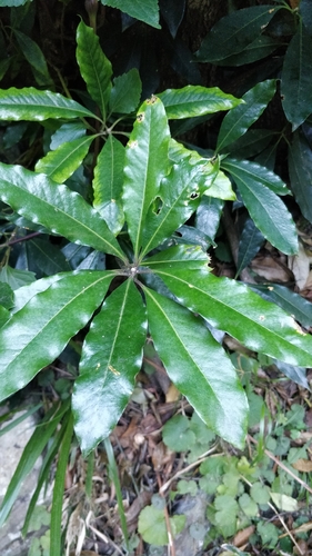 Pittosporaceae image