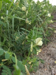 Vicia hybrida