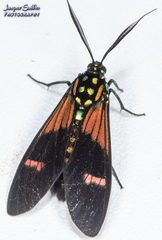 Belemnia inaurata