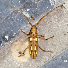 Eburodacrys truncata