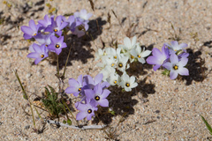 Linanthus parryae