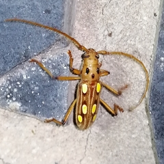 Eburodacrys truncata