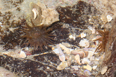 Anemonia mutabilis