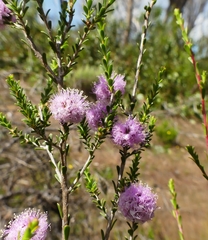 Kunzea capitata