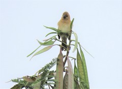 Sporophila intermedia