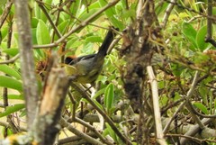 Atlapetes latinuchus