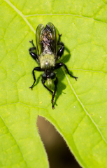 Laphria divisor