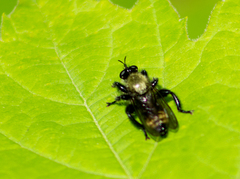 Laphria divisor