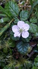 Rubus radicans