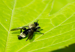 Laphria divisor