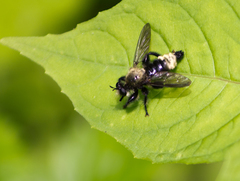 Laphria divisor