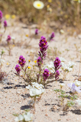 Castilleja exserta venusta