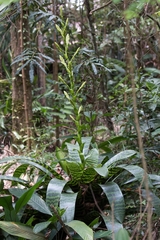 Vriesea hieroglyphica