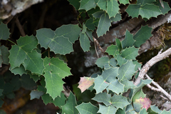 Berberis alpina