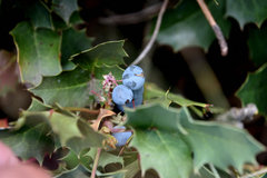 Berberis alpina