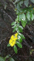 Azara lanceolata