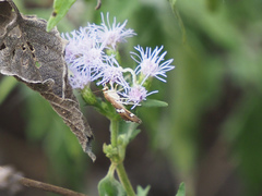 Hymenia perspectalis